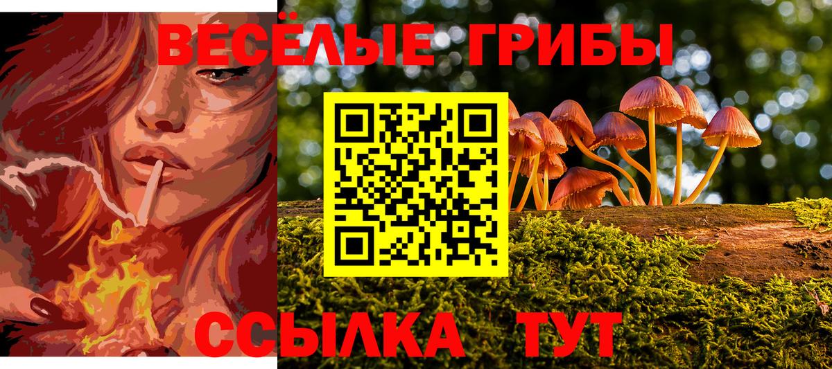 Галлюциногенные грибы Psilocybe Санкт-Петербург